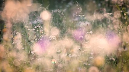 Wall Mural - Beautiful morning nature background. Closeup of fresh growing plants with drops of dew in charming light of sun. Many different wildflowers in countryside meadow. Filtered in vintage retro style.