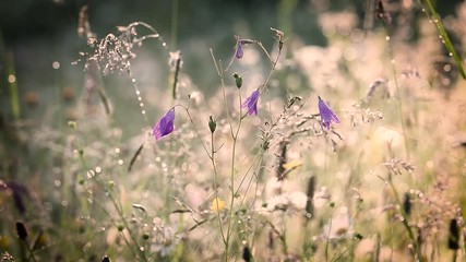 Wall Mural - Beautiful morning nature background. Closeup of fresh daisies with drops of dew in charming light of sun. Many different plants and wildflowers in countryside meadow. Filtered in vintage retro style.