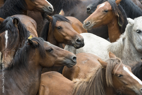 fragment-horse-fair-gdzie-oswojone-konie-i-wyciete-dzikie-grzywa-koni-odbyly-sie-w-miejscowosci-cuspedrinos