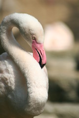 Pink Flamingo