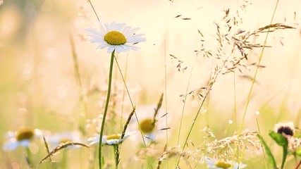 Wall Mural - Close-up view of many wild plants of different kinds slightly moving in wind in charming soft light of sun. Sparkling morning drops of dew on leaves of daisies and other growth. Shallow depth of field