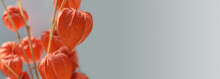 Detail Of Lanterns Of Decorative Red Ground Cherries Of Nightshade Family On Neutral Grey Background - Physalis Alkekengi - Solanaceae