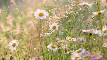 close-up view of many wild plants of different kinds slightly moving in wind in charming soft light 