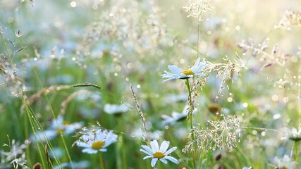 Wall Mural - Close-up view of many wild plants of different kinds slightly moving in wind in charming soft light of sun. Sparkling morning drops of dew on leaves of daisies and other growth. Shallow depth of field