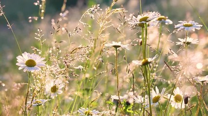 Wall Mural - Close-up view of many wild plants of different kinds slightly moving in wind in charming soft light of sun. Sparkling morning drops of dew on leaves of daisies and other growth. Shallow depth of field