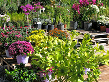 Flowers And Decorative Citrus In Pots In Garden Center Outdoors. In The Foreground Are Chrysanthemums And Citrus Tree.  
