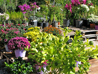 Flowers and decorative citrus in pots in garden center outdoors. In the foreground are chrysanthemums and citrus tree.  