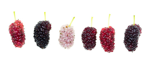 Mulberry berry on a white background