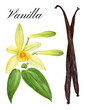 Vanilla flowers, buds, leaves, pods. Vanilla sticks. Watercolor hand-drawn illustration.