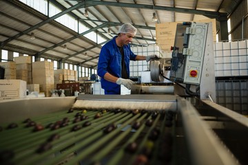 Worker putting olive in machine in factory