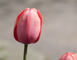Close up of pink tulip bud in early spring.