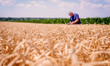 © bugarskipavle3 - Farmer on his field during the wheat harvest