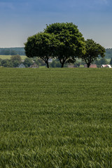 Wall Mural - Trees on the field