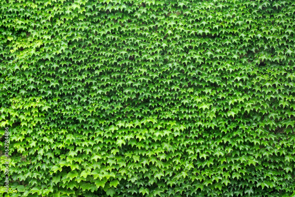 wall of leafs vine full green texture background garden foliage nature pattern - obrazy, fototapety, plakaty 