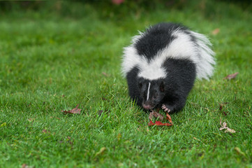 Wall Mural - striped skunk (mephitis mephitis) charges forward