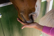 Cropped Hand Of Woman Feeding Horse