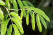Twig of mimosa plant