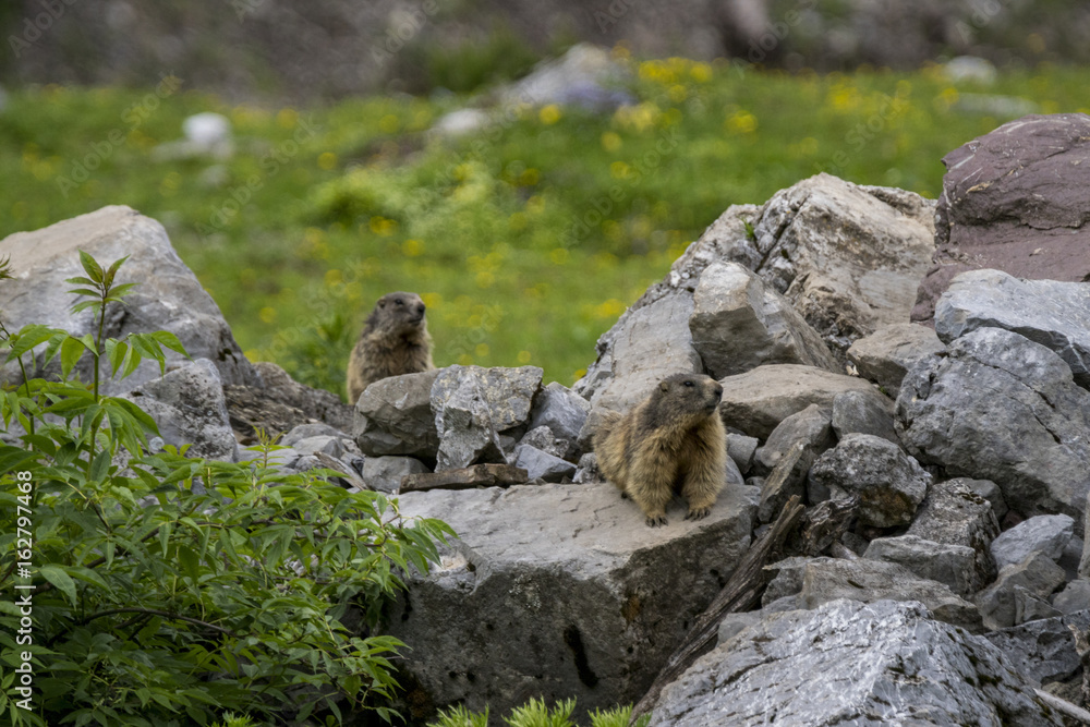 Murmeltier zwischen Felsen im Hochgebirge