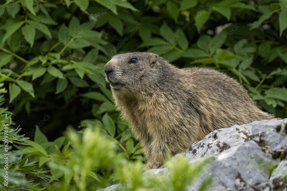 Murmeltier in den Alpen
