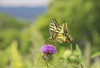 Swallowtail butterfly on a flower thistle