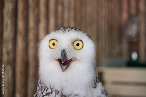 Cuadros en Lienzo Close up snowy owl eye with wooden background