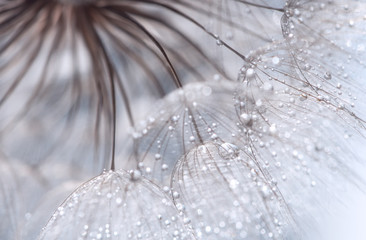 Wall Mural - abstract photo of a dandelion with water drops. selective focus