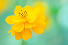 Yellow Cosmos Flower On A Soft Green Background. A Beautiful Yellow Flower. Selective Focus.