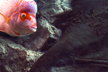 Red Hump Head Fish
