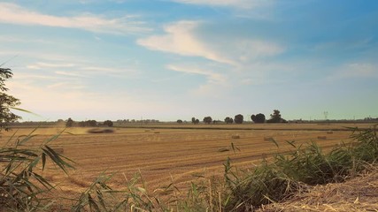 Wall Mural - timelapse of hay packer mowing on wheat field at sunset