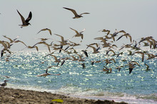 Hundreds Of Seagulls Flying On Beach