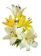  lilies isolated on white background