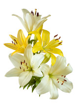  Lilies Isolated On White Background