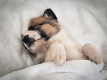 Small Cute Puppy Sleeping Comfortably On The Bed