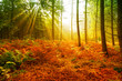 Herbstwald in der Morgensonne