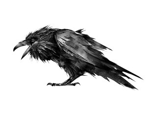 Wall Mural - painted Raven sitting on a white background