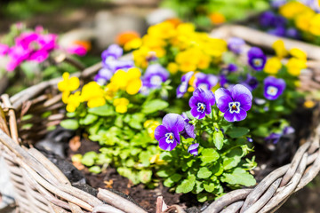 Wall Mural - Macro closeup of purple and yellow pansy flowers in woven basket on porch