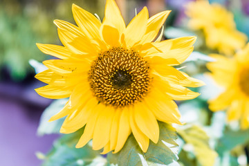Wall Mural - Macro closeup of yellow sunflower flower