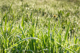 Fototapeta Na ścianę - green grass with dew drops on a summer meadow an blur background
