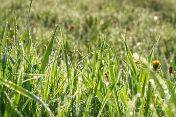 Wall Mural - green grass with dew drops on a summer meadow an blur background