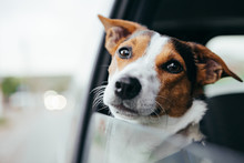 Small Dog Breed Jack Russell Terrier Looks Out The Open Window Of The Car. Closeup