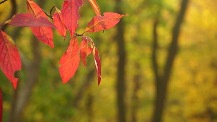 Wall Mural - Autumn colorful orange trees leaves as nature background 4K ProRes HQ codec