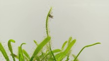 Hd Video Of  Beautiful Sundew ( Drosera ) Catching And Eating Mosquito