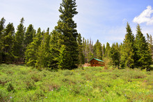Log Cabin In A Pine Woods Forest With Wildflowers On A Sunny Day