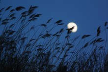 Overground Reeds Against The Sky With The Moon
