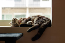 Cat Lying On Window