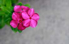 Beautiful Pink Vinca Flower