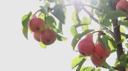 Wall Mural - Ripe pear fruit on the branch in orchard ready for picking