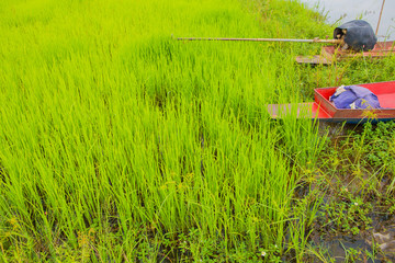 Wall Mural - Cornfieldin thailand