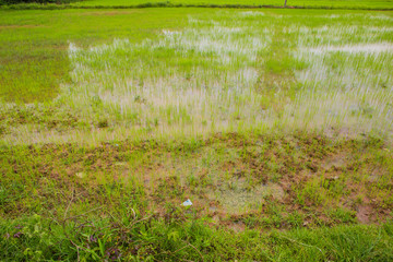 Wall Mural - Cornfieldin thailand