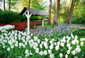 Poster - Beautiful blooming tulips in park